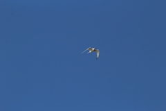 Sterna hirundo hirundo