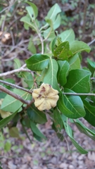 Nesogordonia stylosa image