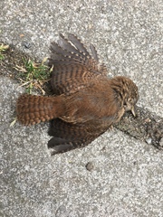 Troglodytes troglodytes