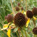 Sabine Coneflower - Photo (c) flora.mania, some rights reserved (CC BY-NC-SA)
