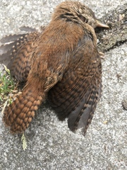 Troglodytes troglodytes