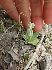 Primula incana