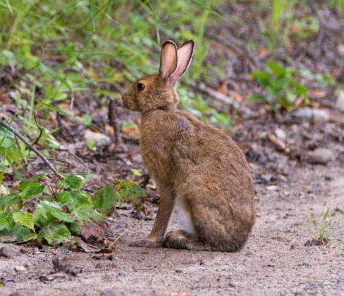 Snowshoe Hare photographed in New York