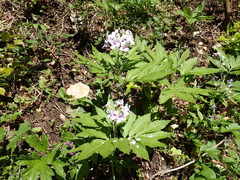Cardamine heptaphylla