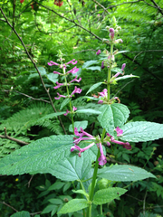 Stachys chamissonis cooleyae