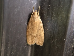 Autosticha kyotensis