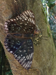 Dichorragia nesimachus