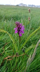 Dactylorhiza purpurella