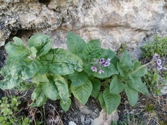 Physochlaina orientalis