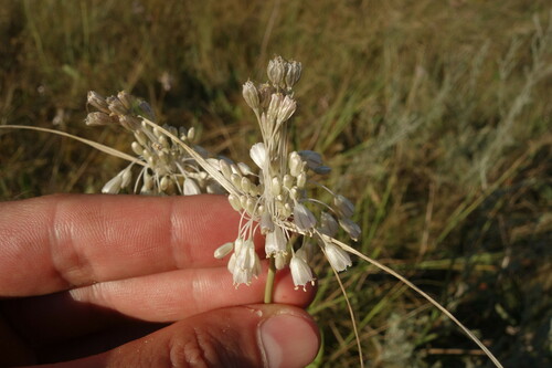 Image of Allium paniculatum by (c) Aleksei Baushev, some rights reserved (CC BY)