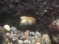Neripteron vespertinum