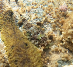 Rockwall Clingfish photo 1