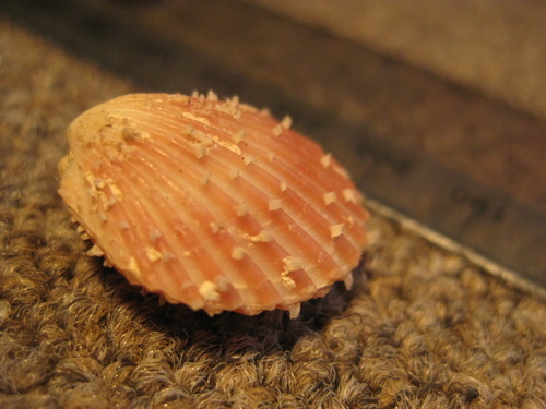 Lima zealandica