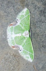 Protuliocnemis castalaria