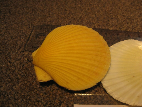 Zygochlamys delicatula