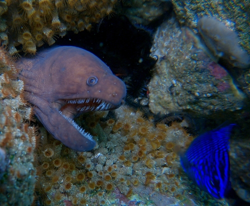 Cunning moray (Uropterygius versutus) — Muraenidae