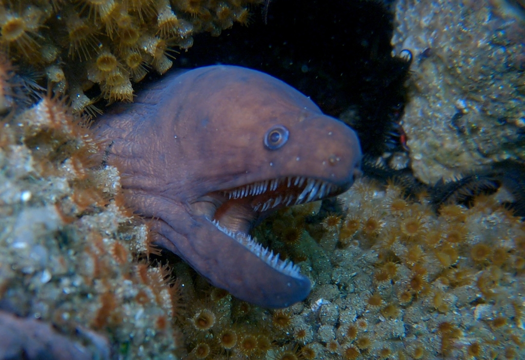 Cunning moray (Uropterygius versutus) — Muraenidae