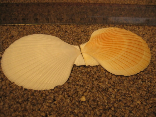 delicate scallop