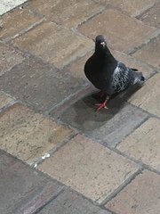 Columba livia domestica