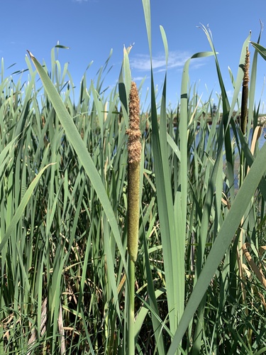 broadleaf cattail