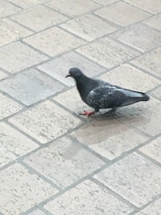 Columba livia domestica