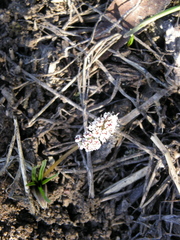 Lomatium linearifolium