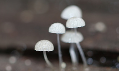 Mycena piringa