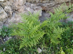 Pteridium tauricum