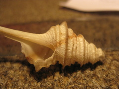 Coluzea altocanalis