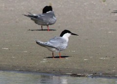 Sterna dougallii dougallii