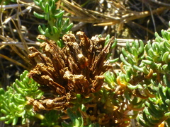 Frankenia repens