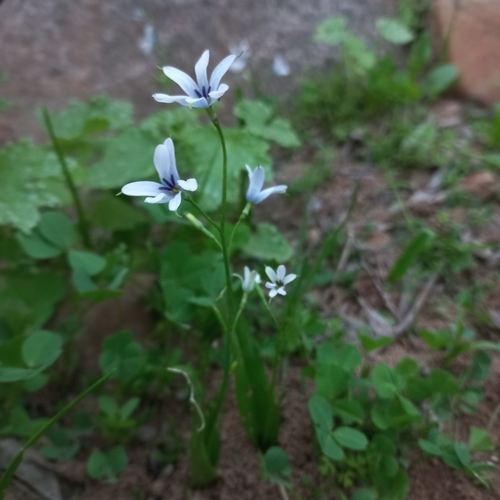 Image of Tecophilaea violiflora by (c) Andrea Eyquem, some rights reserved (CC BY)