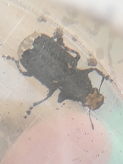Platyrhinus resinosus