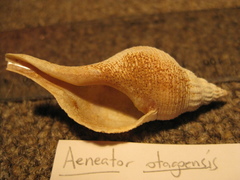 Aeneator otagoensis image