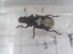 Platyrhinus resinosus