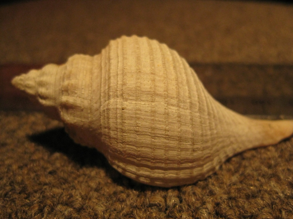 Aeneator benthicolus