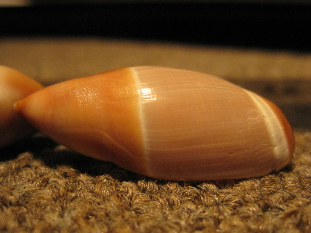 Amalda mucronata