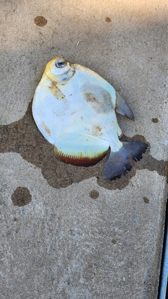 Silver Dollar fish (Mylossoma duriventre) — Serrasalmidae