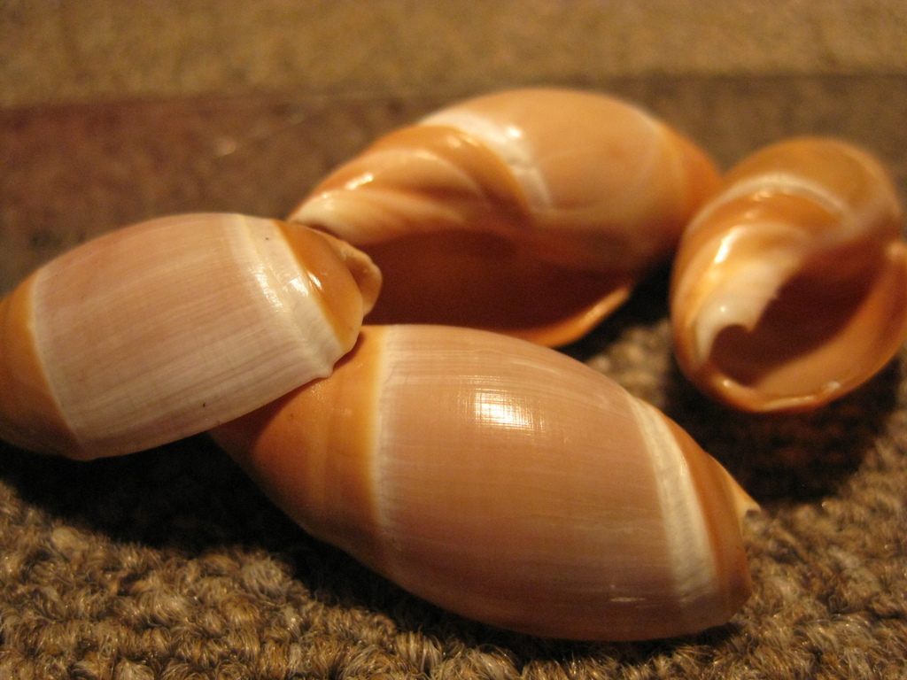 Amalda mucronata