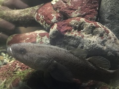 Eleotris sandwicensis