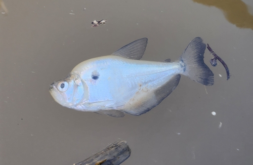 Glass headstander (Roeboides microlepis) — Characidae — 3