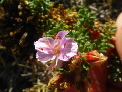 Frankenia repens