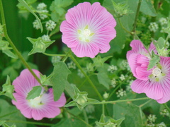 Malva punctata