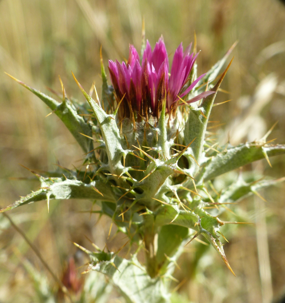 Woolly Carline-thistle