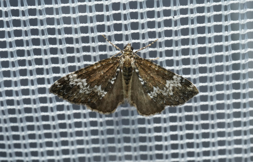 Small Rivulet from Rohrmoos-Untertal, 8971 Schladming, Austria on July ...