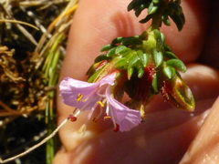 Frankenia repens
