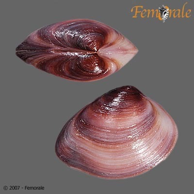 Florida Marsh Clam