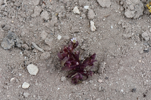 Image of Gentianella tortuosa by (c) Darrin Gobble, some rights reserved (CC BY)