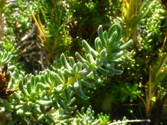 Frankenia repens