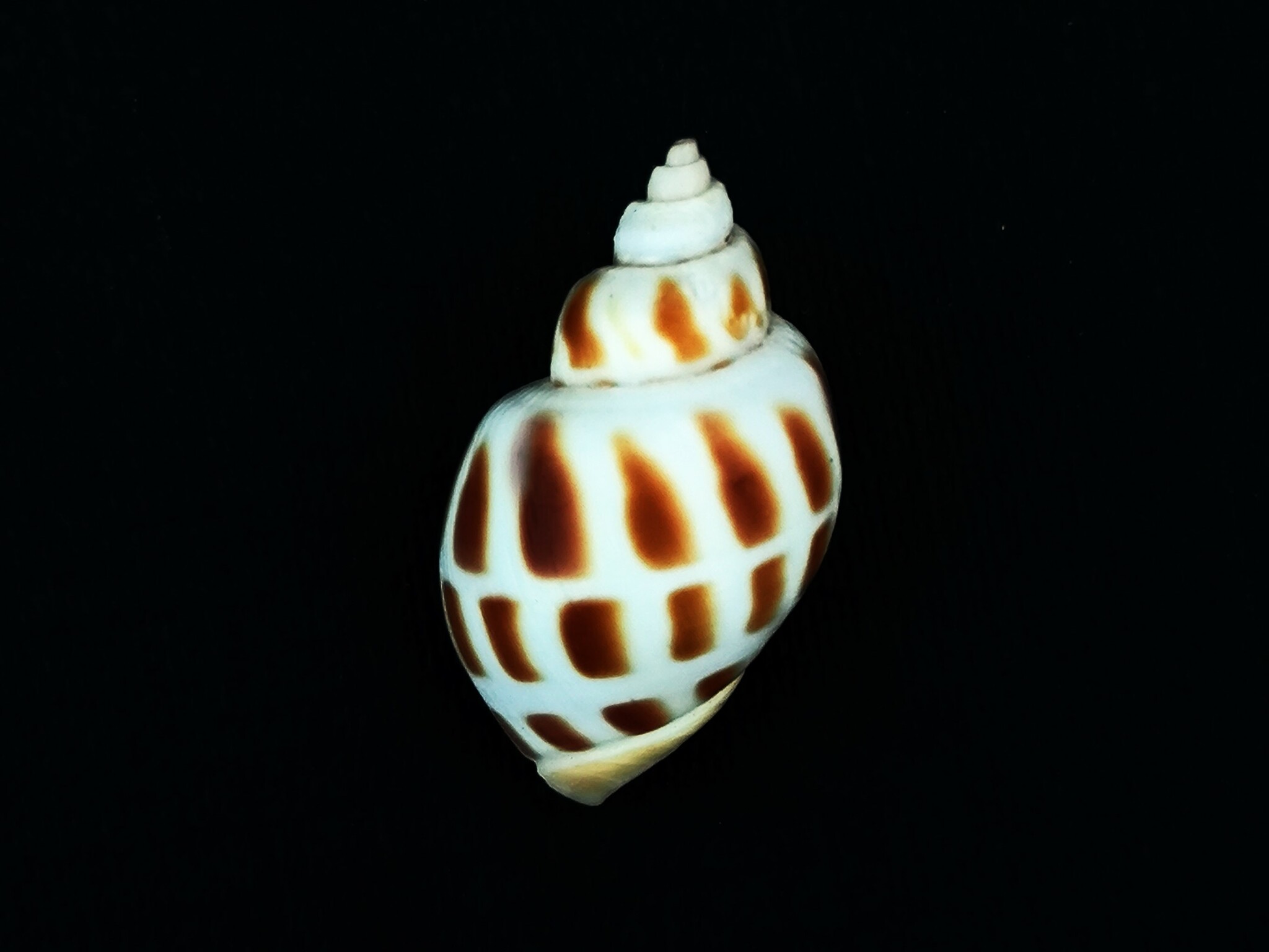 象牙鳳螺(東風螺) Babylonia areolata